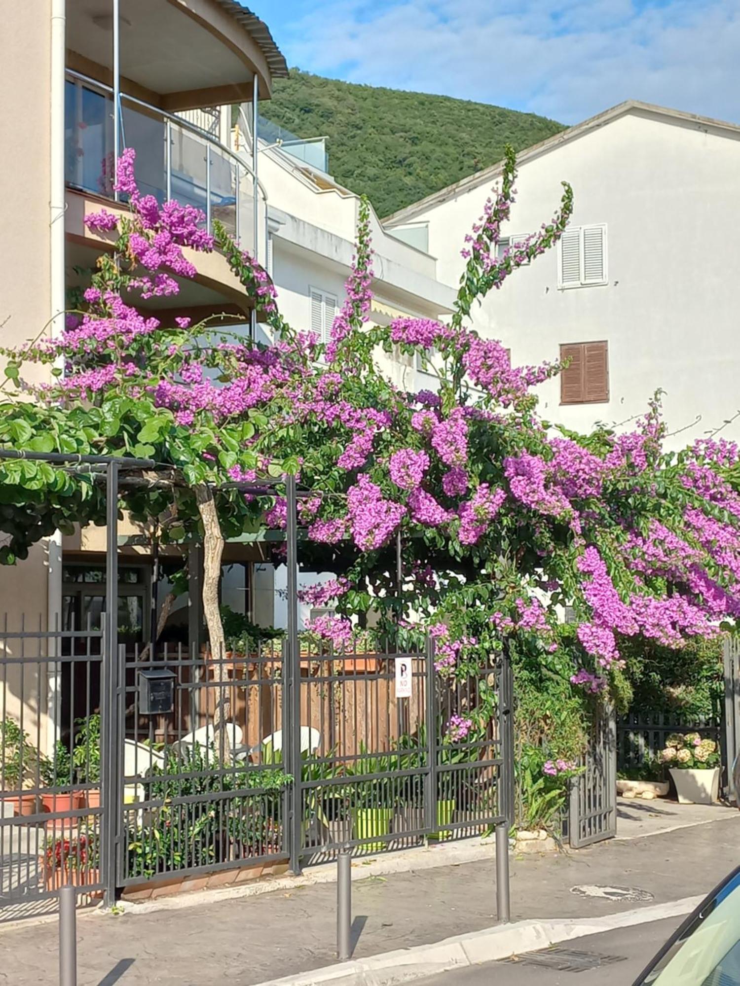 בודווה Egon Apartments מראה חיצוני תמונה